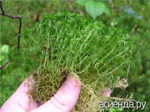 Moss sphagnum pentru flori, animale și grădini