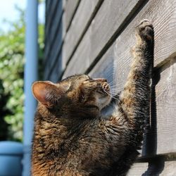 Kaphatok egy macska, ha a ház egy kis gyermek szól macskák és macskák szeretettel