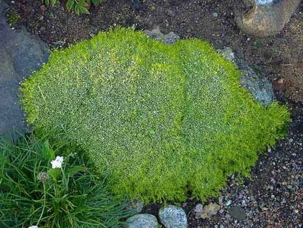 Pearlwort dísznövény fajok fotók, termesztés, gondozás, tenyésztés, telelő