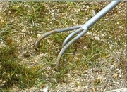 Мульчування або як використовувати скошену траву, блог любителя газону