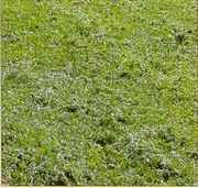 Mulching sau cum să utilizați iarba cositoare, un blog fan al gazonului