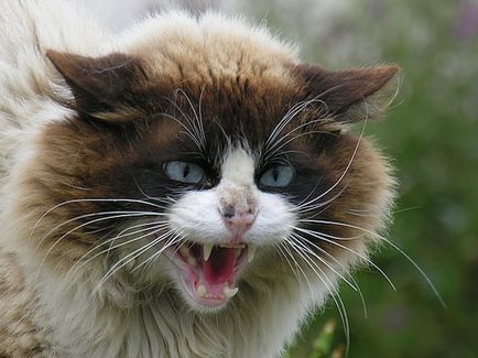 Nyávog macska - macska Vasya - szól macskák