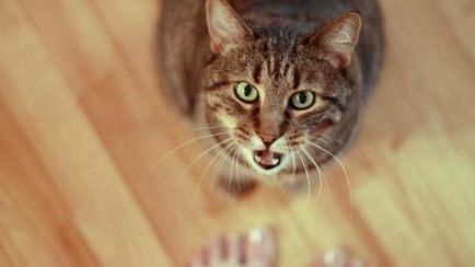 Pisica măcinare - pisica yasya - totul despre pisici