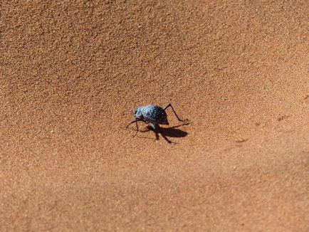 Namib - cel mai uscat, mai rece și mai vechi deșert de pe pământ