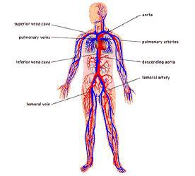 Порушення кровообігу, симптоми, лікування, профілактика, діагностика