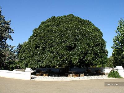 Apulia necunoscută