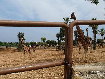 ismeretlen Puglia