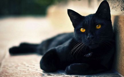 Un pic despre pisicile negre