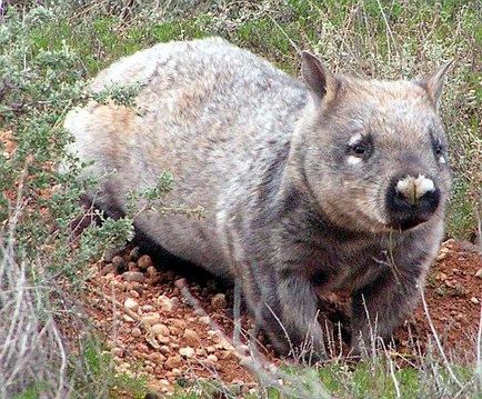 Animale neobișnuite, wombat