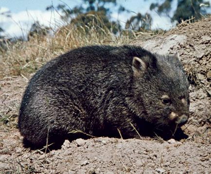 Animale neobișnuite, wombat