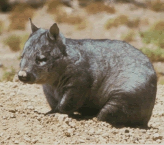 Animale neobișnuite, wombat