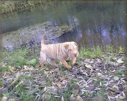 Dogul noului Dasha Shar pei