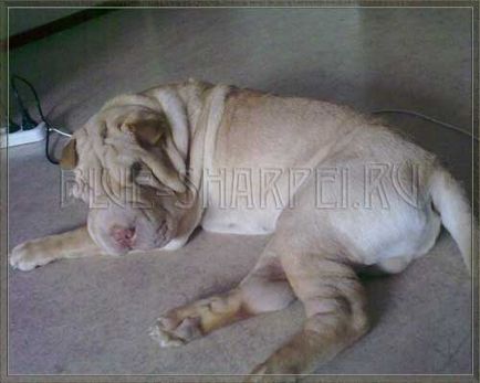 Dogul noului Dasha Shar pei