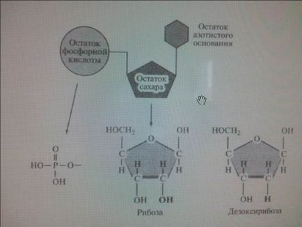 Нуклеїнові кислоти - це складні полімери, мономерами яких є нуклеотиди