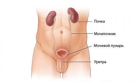 Volumul normei vezicii urinare este cum să determinăm ce înseamnă