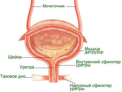 Volumul normelor ratei vezicii urinare și metodele de măsurare