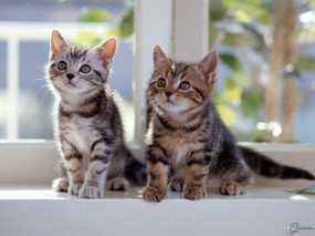 Imagini de fundal cu pisici pentru desktop