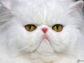 Imagini de fundal cu pisici pentru desktop
