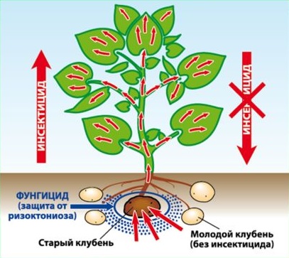 Tratamentul tuberculilor de cartofi înainte de plantare de la gândacul de cartof Colorado