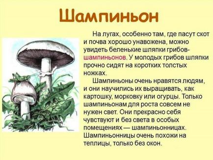 Mérgezés- által gombák