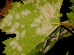 Опис, профілактика і лікування основних захворювань виноградника рекомендації по вирощуванню