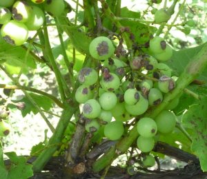 Leírás, megelőzés, és a kezelés a súlyos betegségek a szőlő ajánlások termesztésére