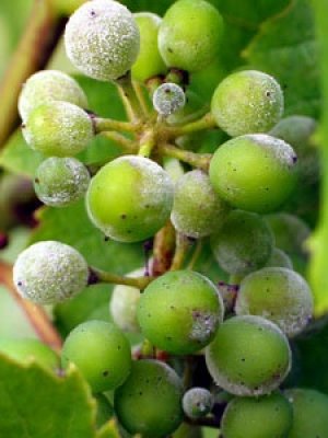 Опис, профілактика і лікування основних захворювань виноградника рекомендації по вирощуванню