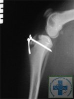 Osteochondropatiile articulației genunchiului la câini