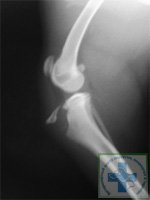 Osteochondropatia articulației genunchiului la câini