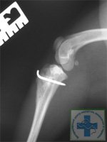 Osteochondropatiile articulației genunchiului la câini