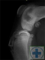 Остеохондропатии колінного суглоба у собак