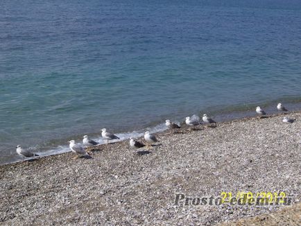 Sărbătorile în vârful ciobanesc și fotografia plajei (delfinul gol)