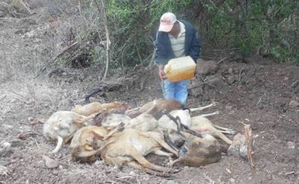 Звідки на землі взялася чупакабра факти про неймовірному