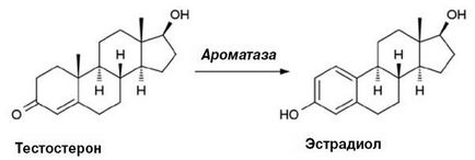 Звідки в чоловічому організмі береться жіночий гормон і що він там робить настройка здоров'я