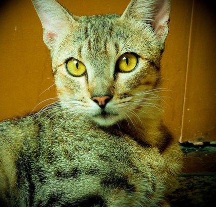 Оцікот (ocicat), порода короткошерстих кішок