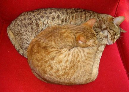 Оцікот (ocicat), порода короткошерстих кішок