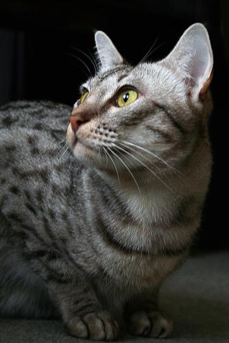 Оцікот (ocicat), порода короткошерстих кішок