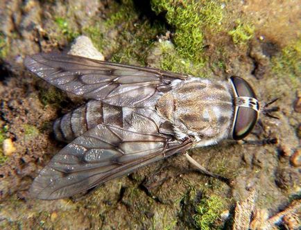 Gadfly - o insectă care atacă animalele și oamenii