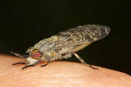 Gadfly - o insectă care atacă animalele și oamenii