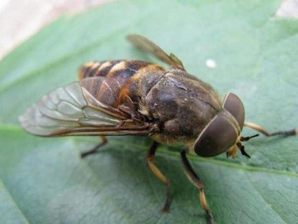 Gadfly - o insectă care atacă animalele și oamenii