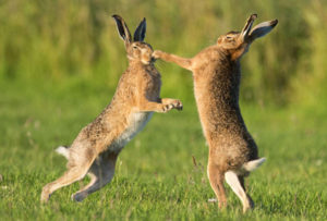 Полювання з пневматикою на зайця і качку