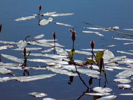 Un lac de o cuvă în cartierul Noginsk din regiunea Moscovei, o lampă verde