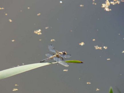 Un lac de o cuvă în cartierul Noginsk din regiunea Moscovei, o lampă verde