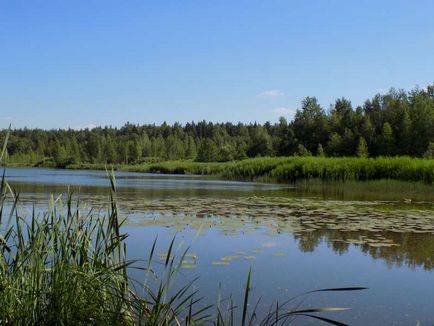 Un lac de o cuvă în cartierul Noginsk din regiunea Moscovei, o lampă verde