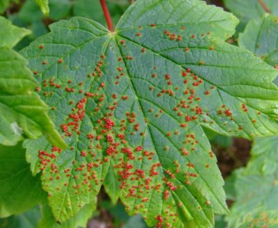Павутинний кліщ на винограді як боротися, види і профілактика