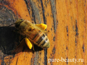 Бджолиний пилок для схуднення, як приймати - чиста краса