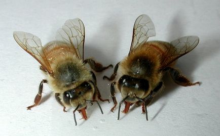 Бджолиний підмор при лікуванні виразки шлунка
