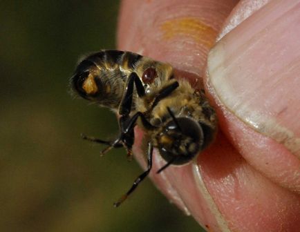 Albinele au stârnit conținut și reproducere