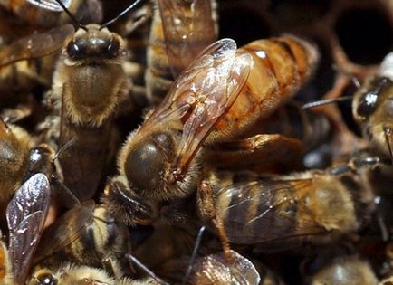 Albinele au stârnit conținut și reproducere