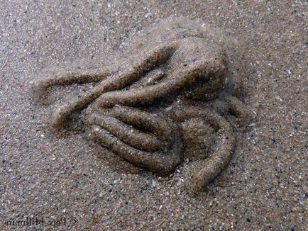 Пескожіл морської що це за тварина
